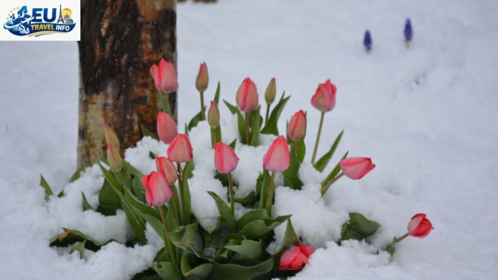 Spring Flowers and Fickle Weather