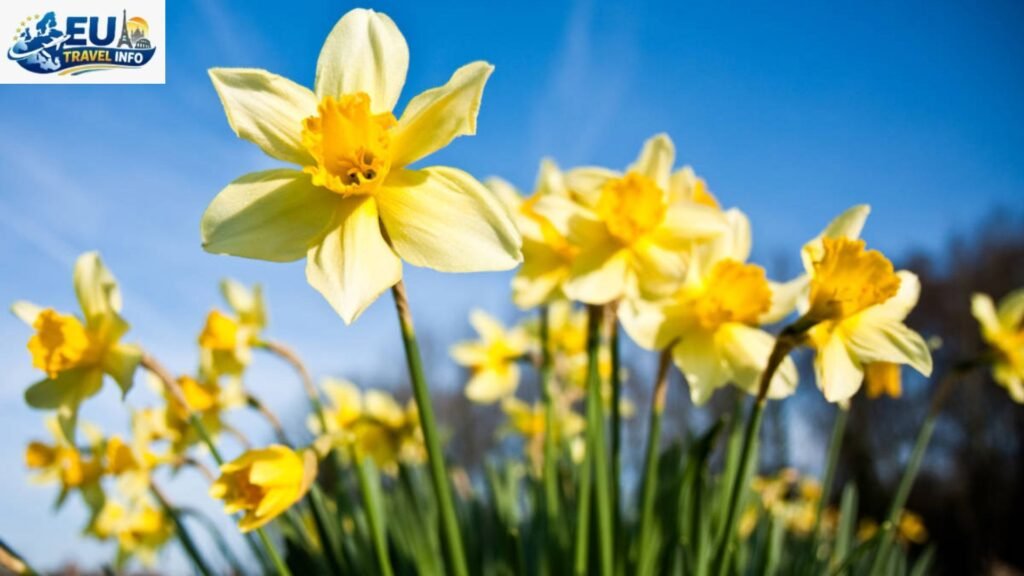 Spring The Season of Flowers and Life