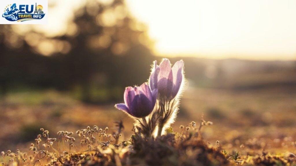 Spring The Season of New Life