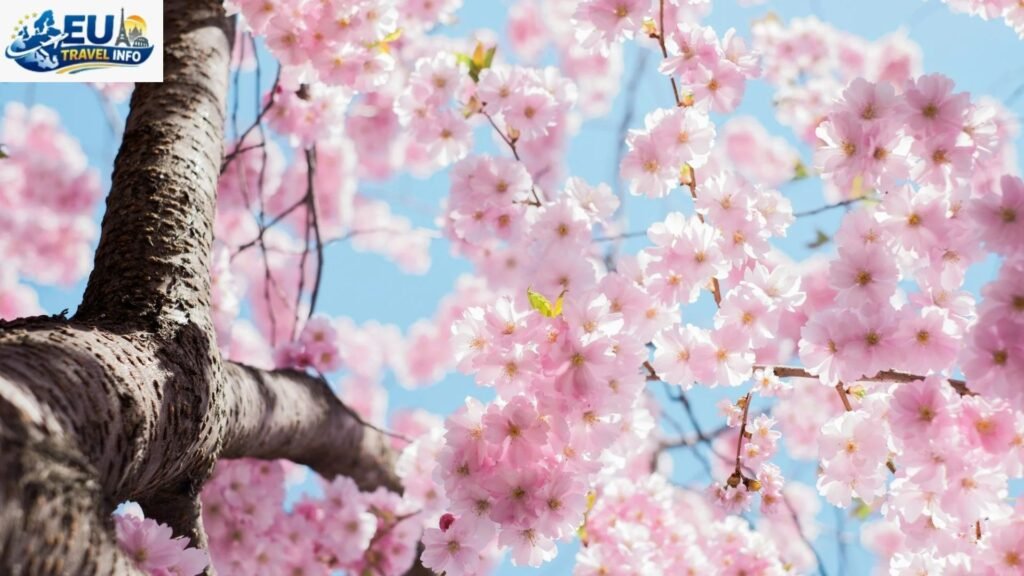 Spring The Season of Renewal and Romance