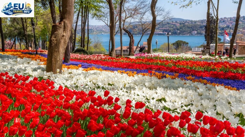 Spring: The time of blooming tulips (March – May)