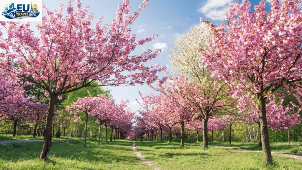 Springtime Bliss: Munich in April and May