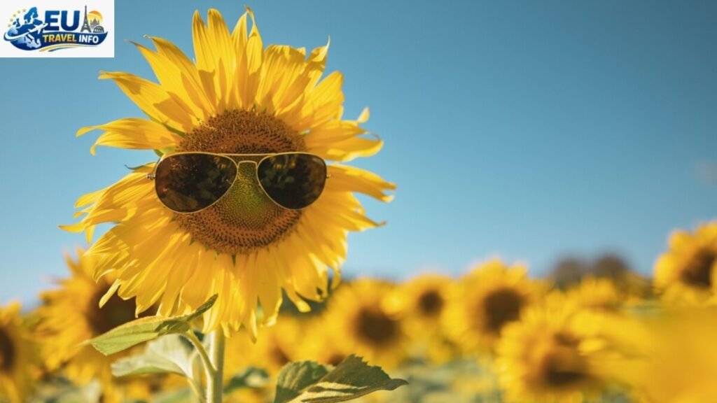 Summer Sunflowers and Heat