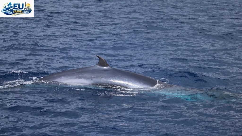 The Blue Whale: The King of the Ocean