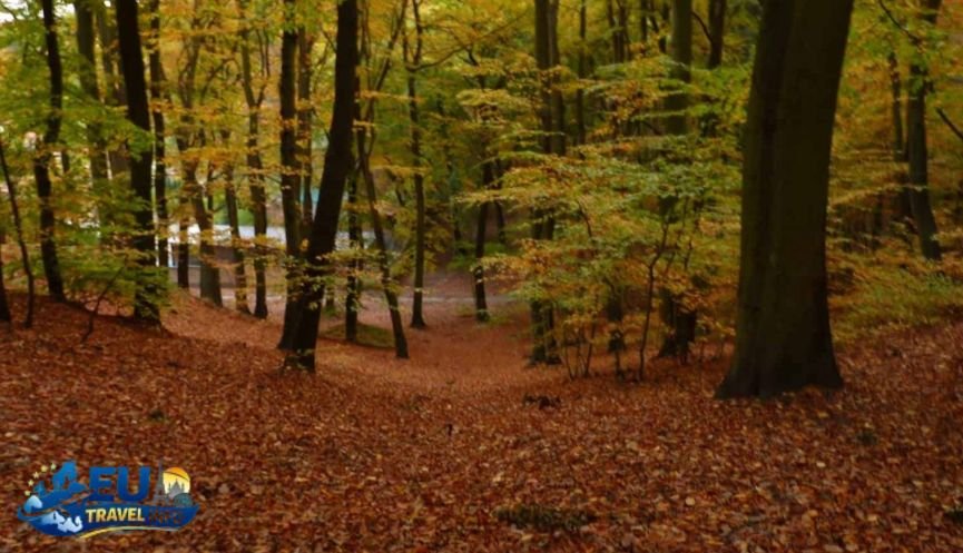 The Golden Polish Autumn A Sight to See