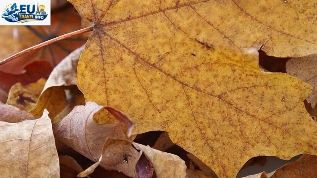 The Golden Season September and October