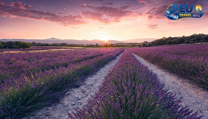 The Lavender Dream in Provence