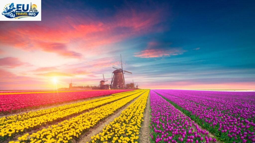 The Master Calendar Best Time to See Tulips in Holland 2026