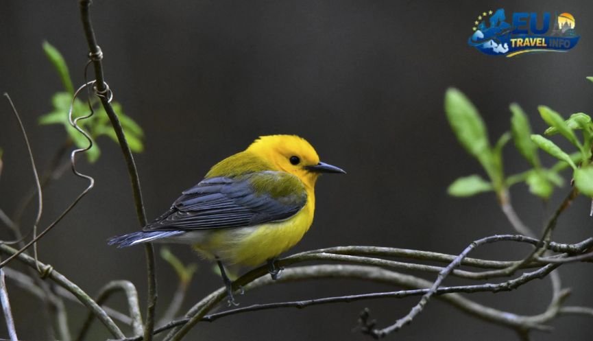 The Myth of the Early Bird