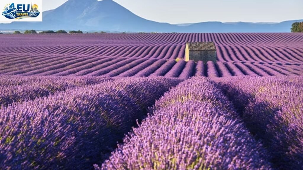 The Purple Summer: Lavender and Festivals