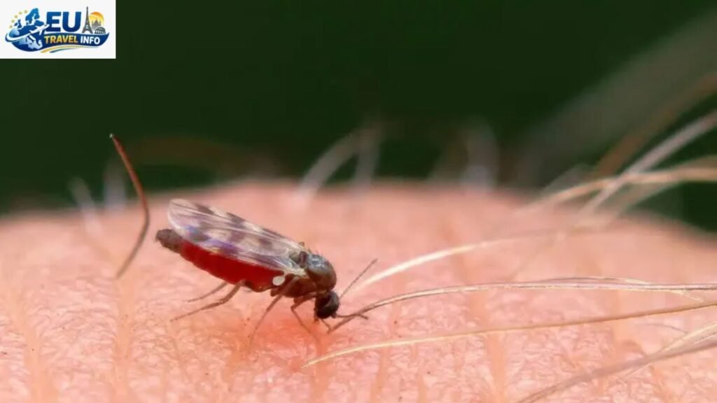 The Vicious Tiny Flies Best Time to Visit Scotland to Avoid Midges