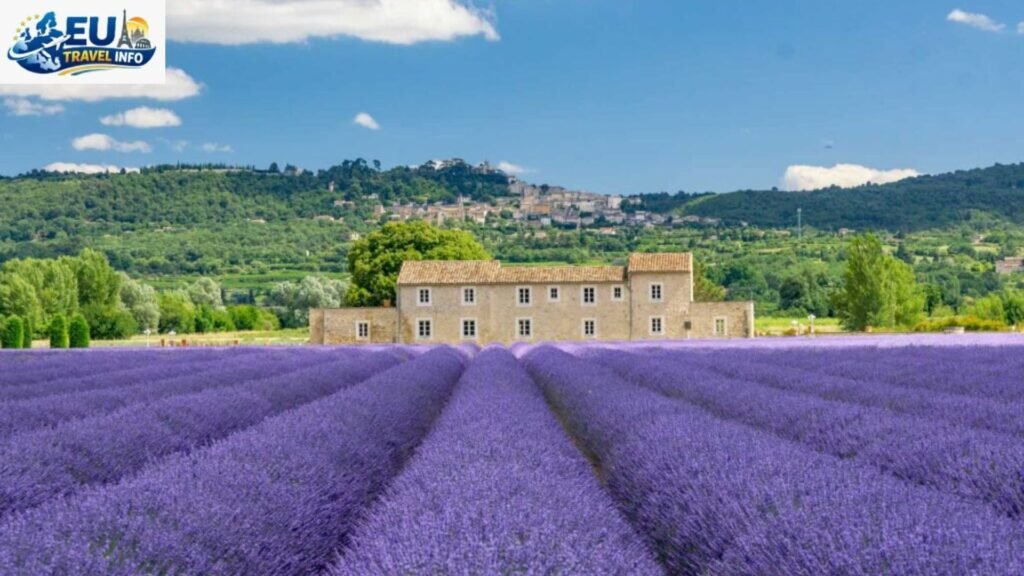Where to Find the Best Lavender Fields