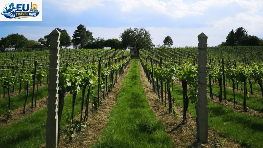 Wine Season in Vienna